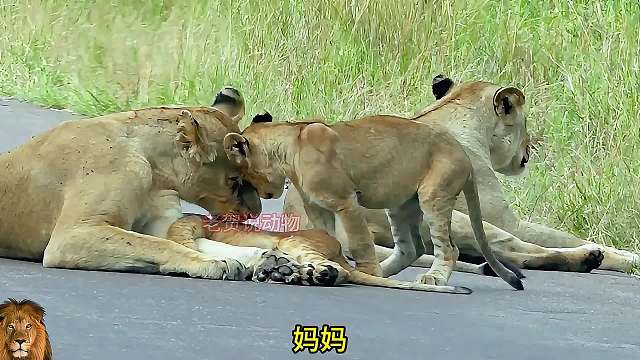 母狮带着小狮子等待狮王回家，培养小狮子的忍耐力