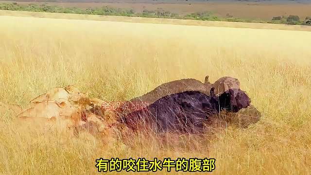水牛试图穿过狮子老巢，回到自己的家园，却遭到狮子的偷袭