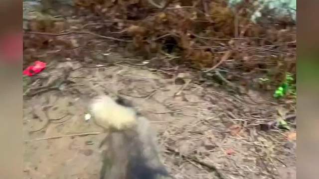 往那个方向直走就是我们的家，记住了吗…