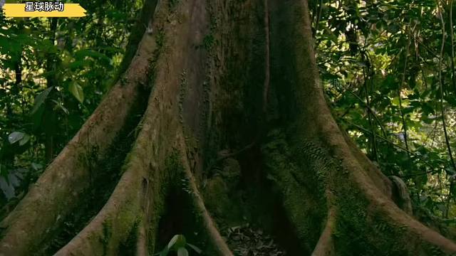 《植物妈妈有办法》