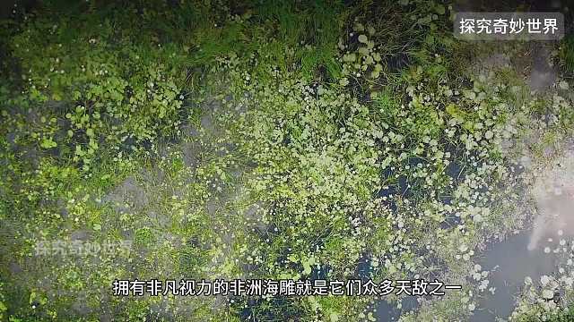 非洲水雉，一妻多夫制的动物，雌性只负责生不负责养，而雄性个个都是身负重任的“超级奶爸”