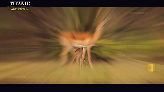 掩耳盗铃的北极兔 发现只是挑战的一半#神奇大自然纪录片