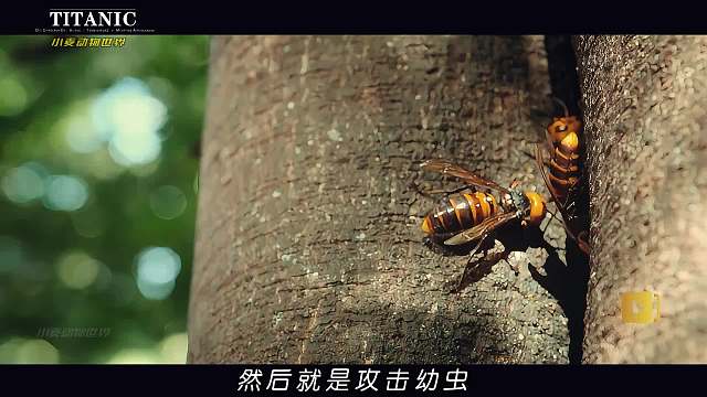 跨物种的服务 犹猪双膝跪地,猫鼬就明白了。大黄蜂攻击巢穴