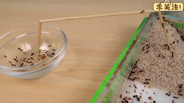 沉浸式养蚂蚁，在面包虫和蚁巢之间搭一座桥，它们能搬回食物吗？