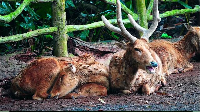 生物届最强缝合怪出没！一起来看“四不像”麋鹿！