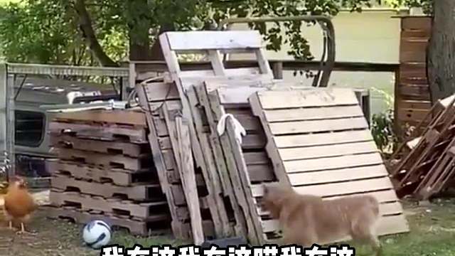 这就是鸡飞狗跳吧