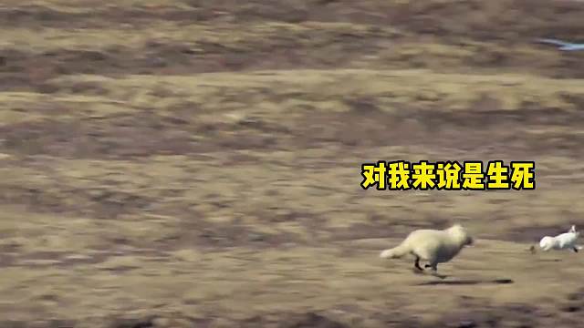 这是一个会身法的兔子