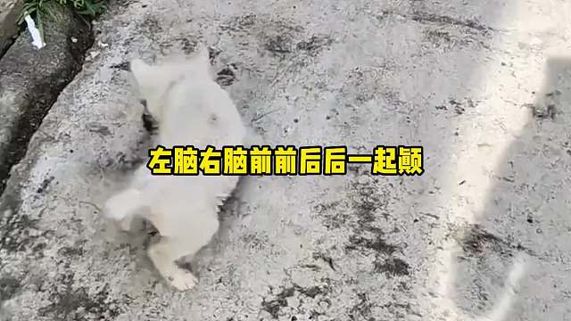 老鼠：这个世界太疯狂了