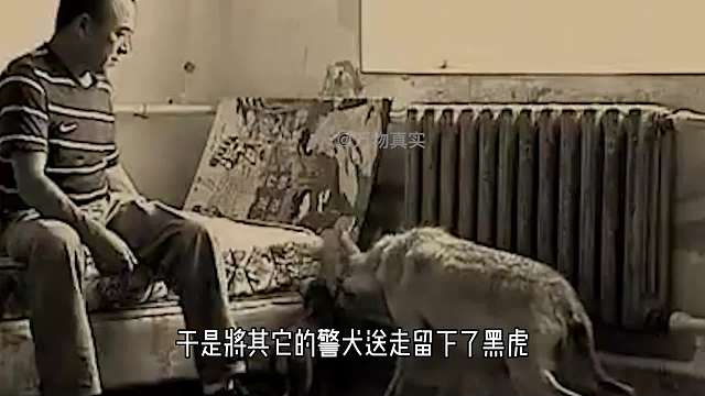 黑龙江母狼与警犬相亲，专家当月老撮合，警犬与狼究竟会产下什么样的幼崽 3