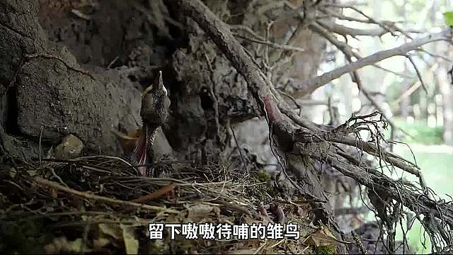 乌鸫噎死雏鸟，雌狐在对手旁边育儿，不靠谱的动物父母