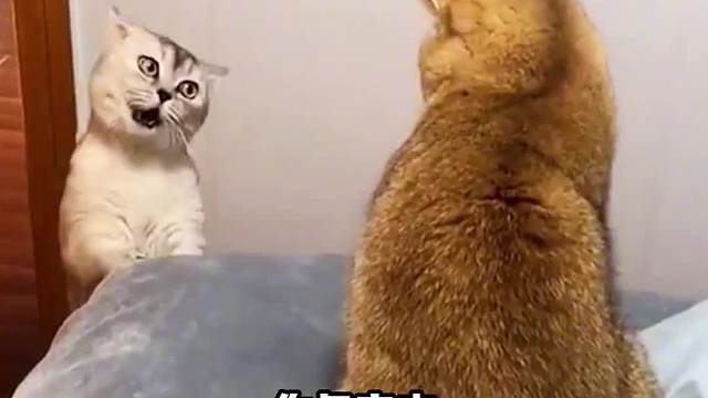 这有一只不正经的猫