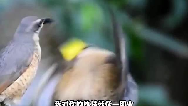 这鸟怎么看起来贱贱得