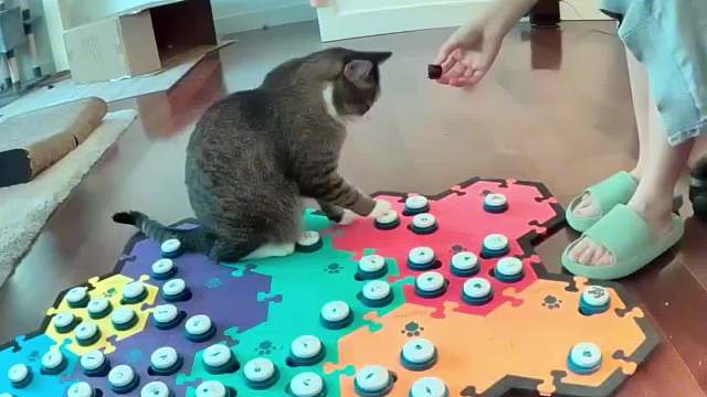 喵喵教早晚统治人类