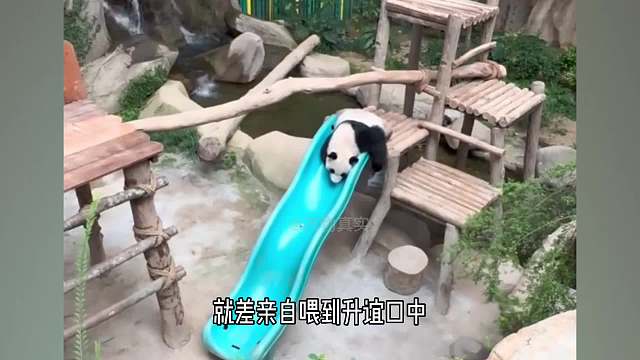 留学归来的升谊化身社牛小熊，释放了熊猫的天性，为了它如此如中不同呢