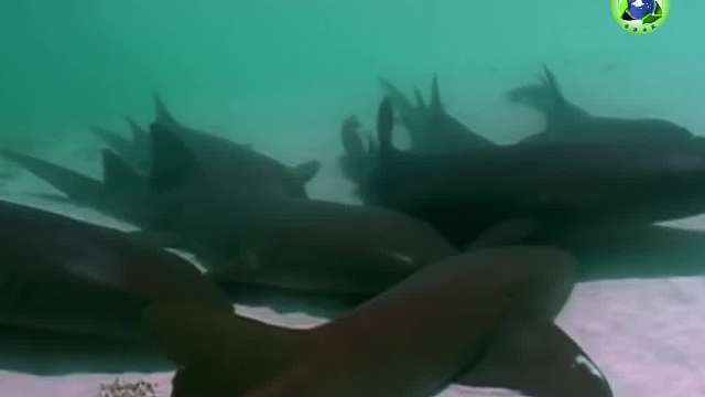 过度捕捞导致的礁鲨危机