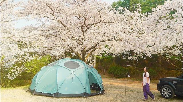 最艰难的露营经历...但是有非常美丽的樱花。