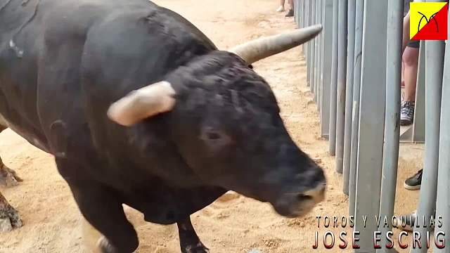 疯狂斗牛比赛，狂牛连铁管都给撞弯了。