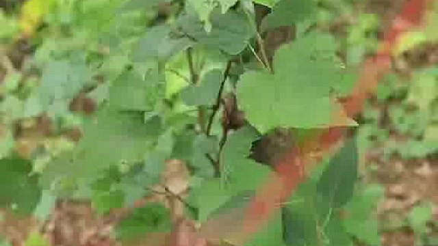 早起的鸟儿有虫吃，早起的我只有困意。