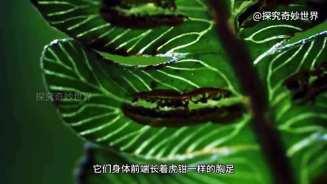 这个毛虫一看就不是吃素的，长相如同《异形》里的抱脸虫，能吃蜗牛和蜘蛛，别人用前足走路，它“钳足”捕食