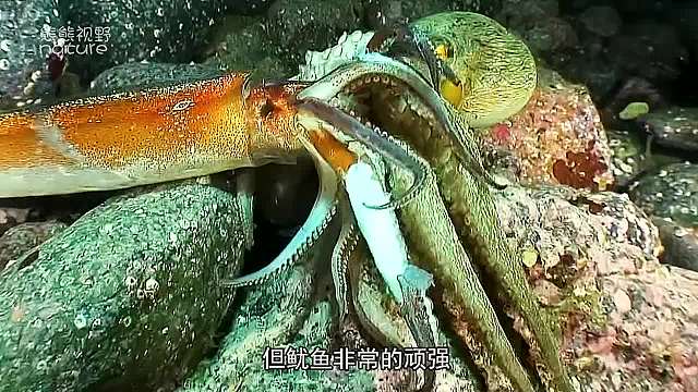 张牙舞爪的搏斗，章鱼要吃鱿鱼