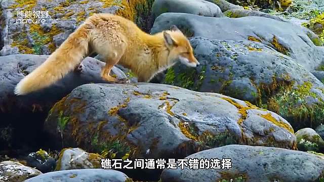 狐狸安家在海边，每天赶海吃海鲜
