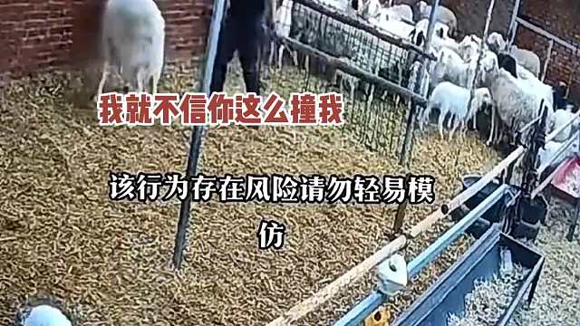 见过倔驴，没见过这么倔的羊