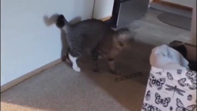 艾特像它一样可爱的女孩哦！