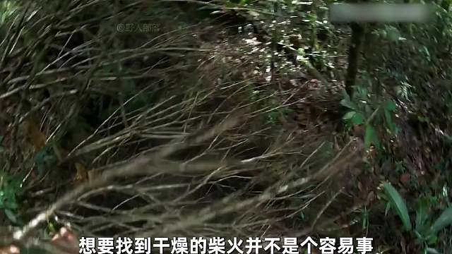 德爷挑战委内瑞拉热带雨林，竟捡到只肥美刺鼠，烹饪碳烤大肋排 #野外生存 #荒野求生 #户外