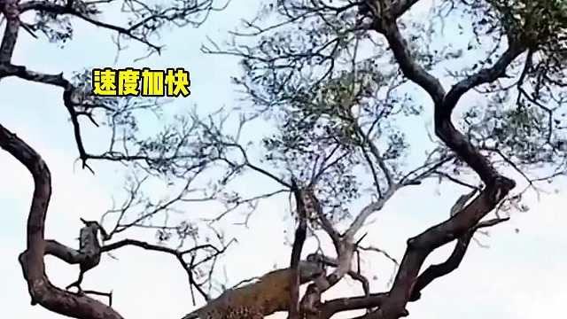 豹子：有本事下来比比