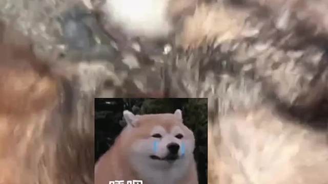 蜂蜜小狗背后的故事！！