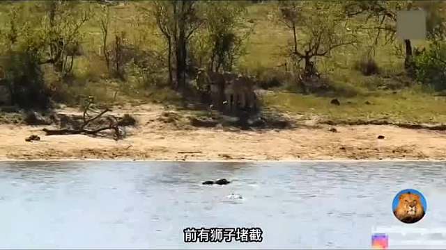 前有狮子阻截后有鳄鱼追杀野牛疯狂逃命，没想到最后一雪前耻
