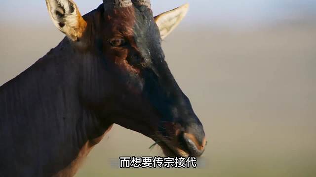 牛羚；色是刮骨刀，一刀又一刀