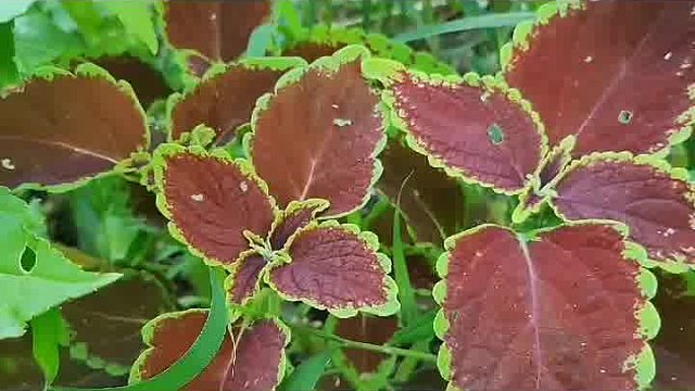 速效奇方：瞬间止咳的惊人秘密揭示