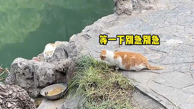 逮个鸟怎么那么费劲