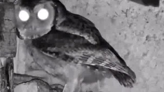 有没有一种可能，猫头鹰本来就是夜间捕猎，文案却写的这么感动