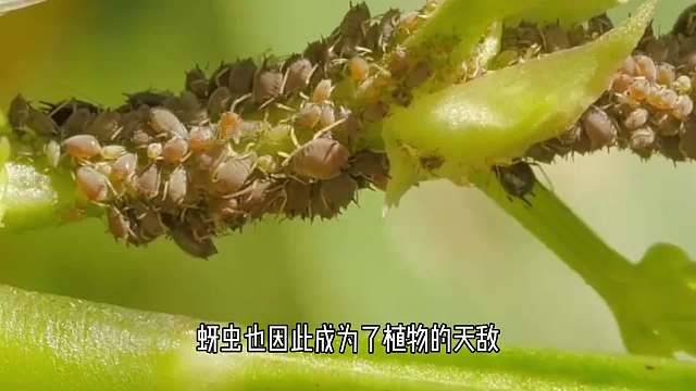 繁殖能力超强的蚜虫，竟然打娘胎里就怀了孕，蚂蚁竟然是蚜虫的保镖