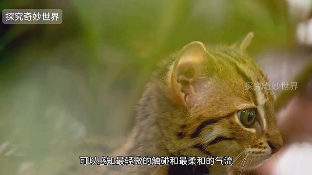 凶萌小野猫锈斑豹猫，世界上最小的猫科动物，跳得最高的狞猫，捕鸟高手