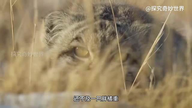 小型猫科动物中最可爱的“五虎上将”之兔狲，圆滚滚的小短腿，不是真胖是虚胖