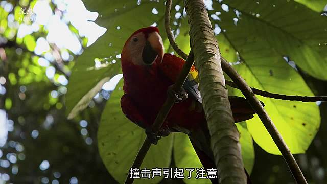 卷尾猴砸炮弹果