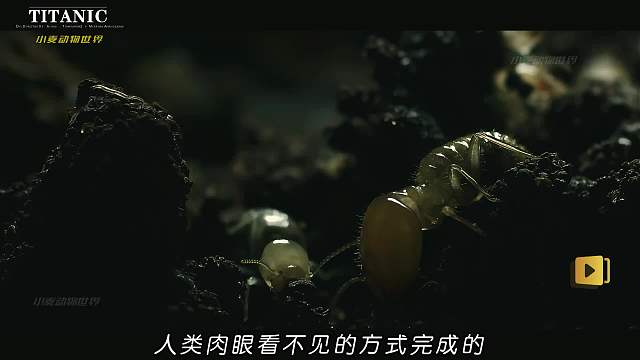 昆虫界的短跑冠军