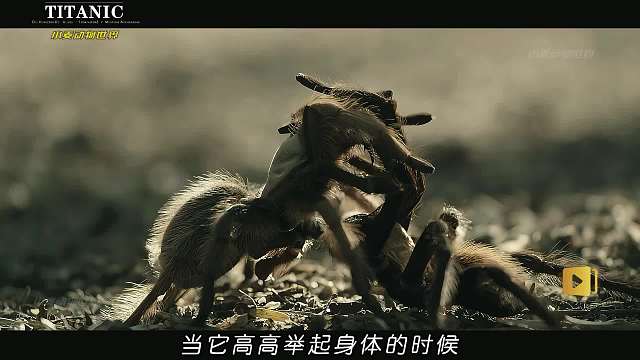 狼蛛寻侣 十岁狼蛛寻侣