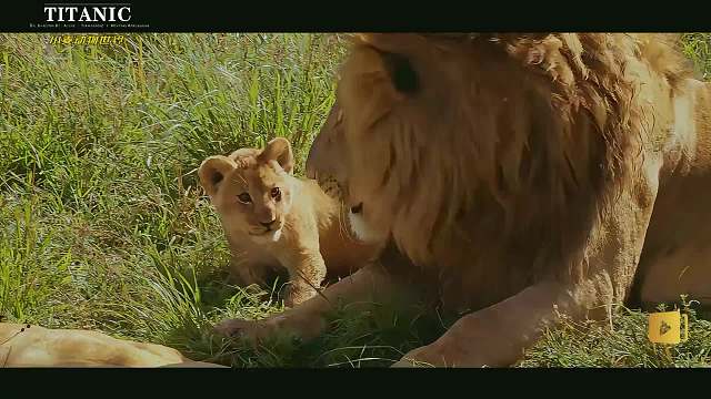 猛兽幼崽的成长