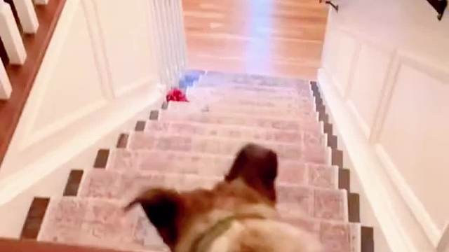 邻居家的鸭子丢了让我找一下，没有想着用大料红烧