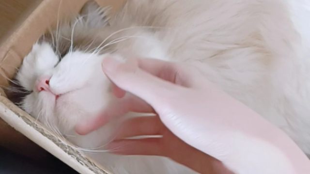 为啥猫窝不如纸箱子