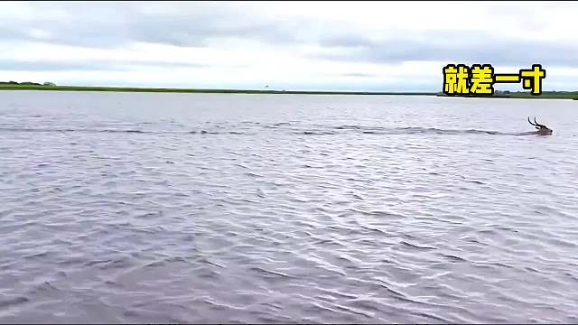 鳄鱼和羚羊的生死竞速