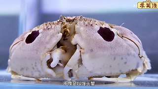 沉浸式养馒头蟹，在菜市场买了只喜欢喷水的螃蟹，就是个活喷泉？