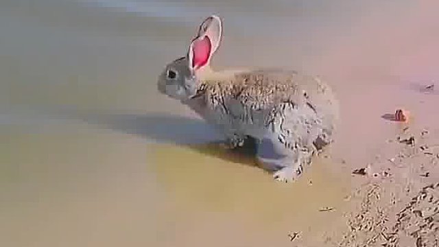 没想到兔子也是游泳高手呀