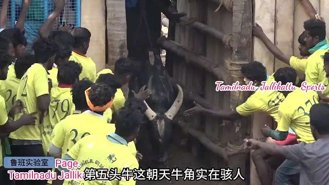 危险性极高的斗牛挑战，谁能降服发狂的公牛，奖金百万