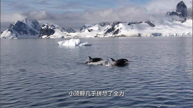生死一线：南极小须鲸逃亡之路