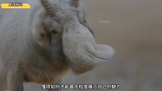 《甩你一脸大鼻涕》